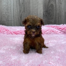 Havapoo Puppy Basil