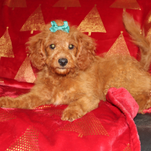 Goldendoodle Puppy Jade