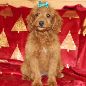 Goldendoodle Puppy Jade