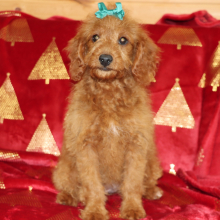 Goldendoodle Puppy Jade