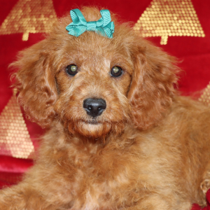Goldendoodle Puppy Jade