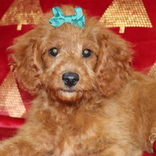 Goldendoodle Puppy Jade