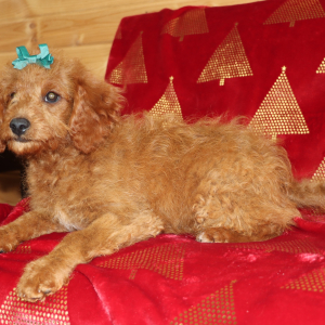 Goldendoodle Puppy Jade