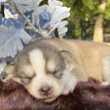 Pomsky Puppy Bronde