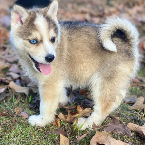 Pomsky Puppy Bronde