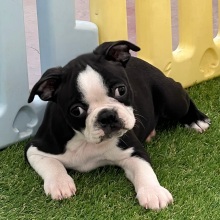 Boston Terrier Puppy Nick