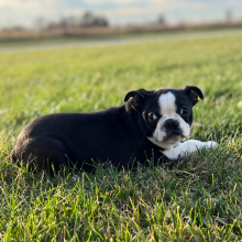 Boston Terrier Puppy Nick