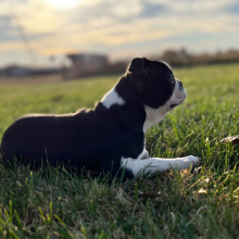 Boston Terrier Puppy Nick