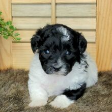 Maltipoo Puppy Ziva
