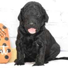 Labradoodle Puppy Hazel
