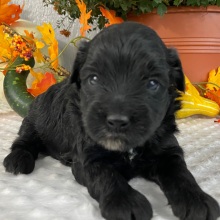 Goldendoodle Puppy Yates