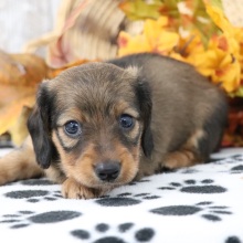 Dachshund Puppy Flo