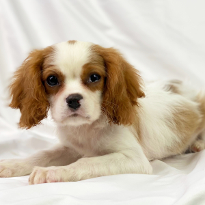 Cavalier King Charles Spaniel Puppy Remy