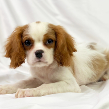 Cavalier King Charles Spaniel Puppy Remy