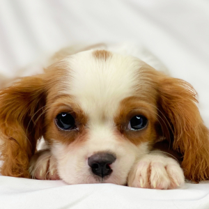 Cavalier King Charles Spaniel Puppy Remy