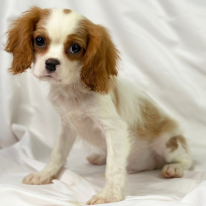 Cavalier King Charles Spaniel Puppy Remy