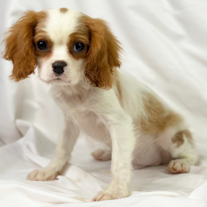 Cavalier King Charles Spaniel Puppy Remy