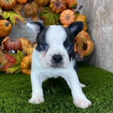 Boston Terrier Puppy Dewey
