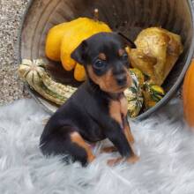 Miniature Pinscher Puppy Nova