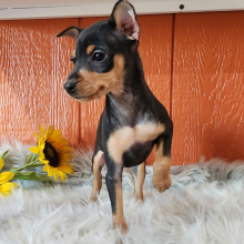 Miniature Pinscher Puppy Nova