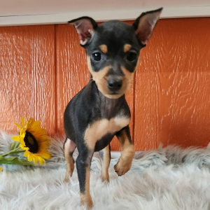 Miniature Pinscher Puppy Nova