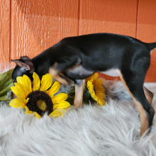 Miniature Pinscher Puppy Nova