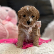Goldendoodle Puppy Nora