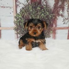 Yorkshire Terrier Puppy Tinker