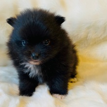 Pomeranian Puppy Ebony