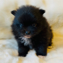 Pomeranian Puppy Ebony