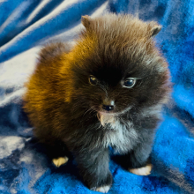 Pomeranian Puppy Ebony