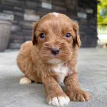 Cavapoo Puppy Tony