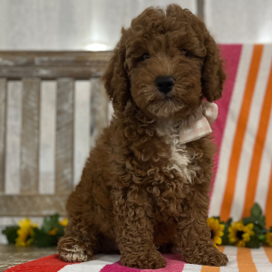 Goldendoodle Puppy Roxy