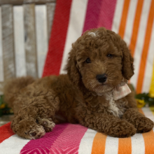 Goldendoodle Puppy Roxy