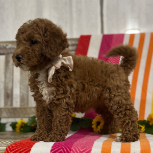 Goldendoodle Puppy Roxy