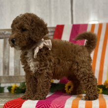 Goldendoodle Puppy Roxy