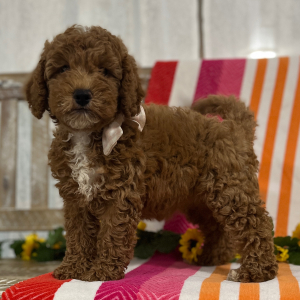 Goldendoodle Puppy Roxy