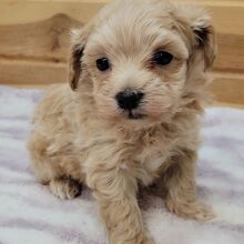 Maltipoo Puppy Gomez