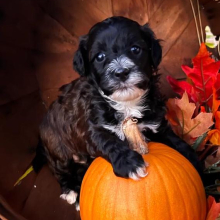 Havapoo Puppy Penny
