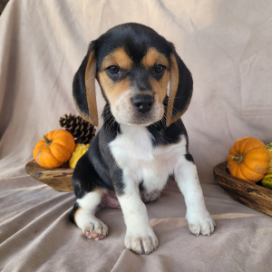 Beagle Puppy Tracker