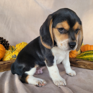 Beagle Puppy Tracker