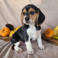 Beagle Puppy Tracker
