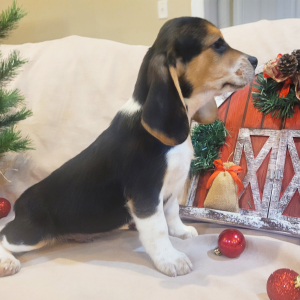 Beagle Puppy Tracker
