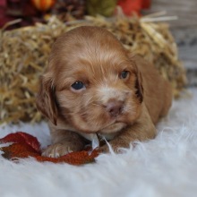 Cocker Spaniel Puppy Burt