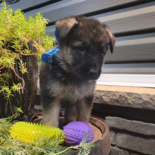 German Shepherd Dog Puppy Cody