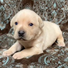 Labrador Retriever Puppy Louie