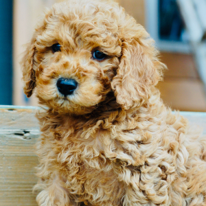 Goldendoodle Puppy Atticus