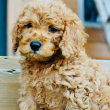 Goldendoodle Puppy Atticus