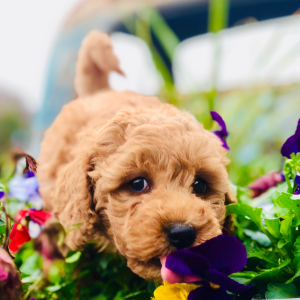 Goldendoodle Puppy Atticus