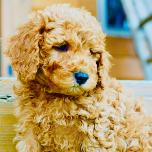 Goldendoodle Puppy Atticus